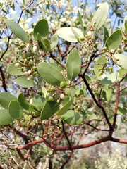 Arctostaphylos manzanita