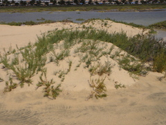 Arthrocaulon macrostachyum