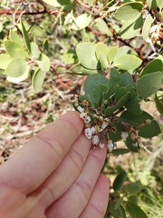 Arctostaphylos manzanita