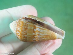 Conus guanche