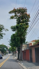 Spathodea campanulata