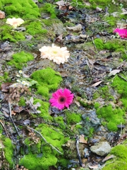 Ungnadia speciosa