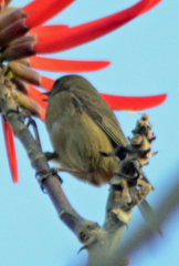 Diglossa baritula