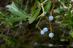 Berberis ruscifolia