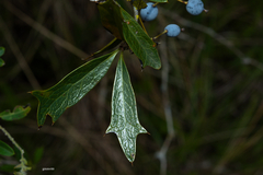 Berberis ruscifolia