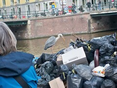 Ardea cinerea
