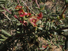 Salsola divaricata