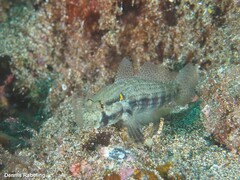 Gnatholepis thompsoni