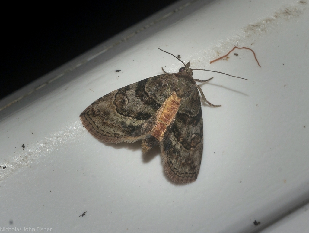 Calathusa cyrtosticha