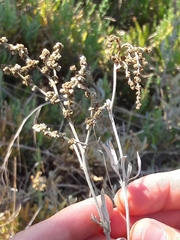 Atriplex portulacoides