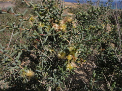 Salsola divaricata