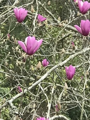 Magnolia × soulangeana