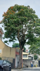 Spathodea campanulata