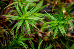 Polytrichum formosum