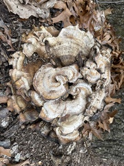 Bondarzewia berkeleyi