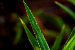 Polytrichum formosum