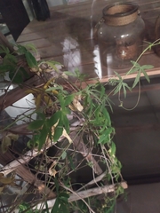 Passifloraceae