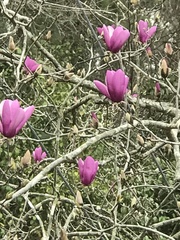 Magnolia × soulangeana