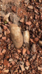 Uniomerus tetralasmus