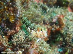 Parablennius goreensis