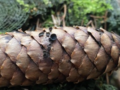 Piceomphale bulgarioides