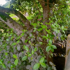 Ficus lutea