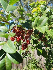 Schinus terebinthifolia