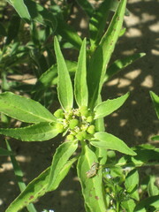 Euphorbia davidii