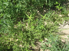 Euphorbia davidii