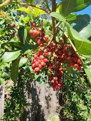 Schinus terebinthifolia