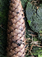 Piceomphale bulgarioides