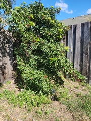 Schinus terebinthifolia