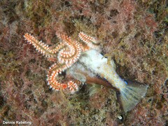 Canthigaster capistrata