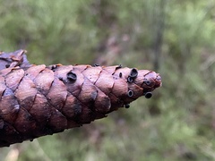 Piceomphale bulgarioides