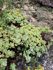 Aeonium haworthii