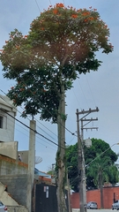 Spathodea campanulata