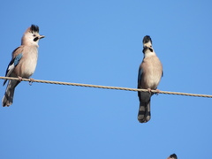 Garrulus glandarius atricapillus