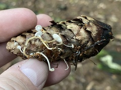 Strobilurus esculentus