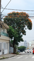 Spathodea campanulata