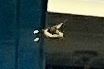 Heraclides cresphontes