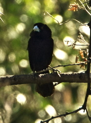 Euplectes albonotatus