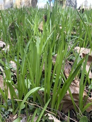 Hyacinthoides non-scripta