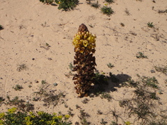 Cistanche phelypaea image