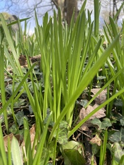 Hyacinthoides non-scripta