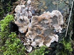 Stereum sanguinolentum