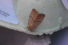 Charanyca trigrammica