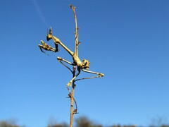 Empusa fasciata