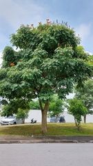 Spathodea campanulata