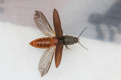 Athous haemorrhoidalis