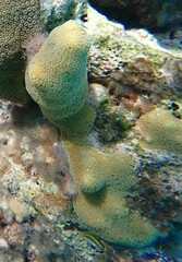 Porites porites